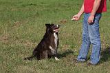 BORDER COLLIE - CLICKERS 008